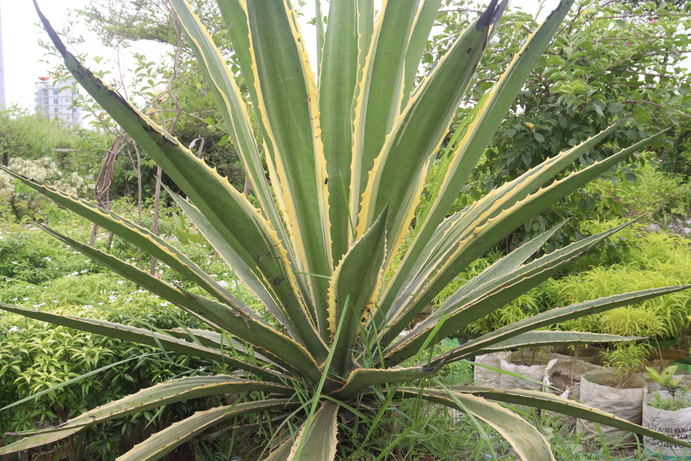Agave angustifolia